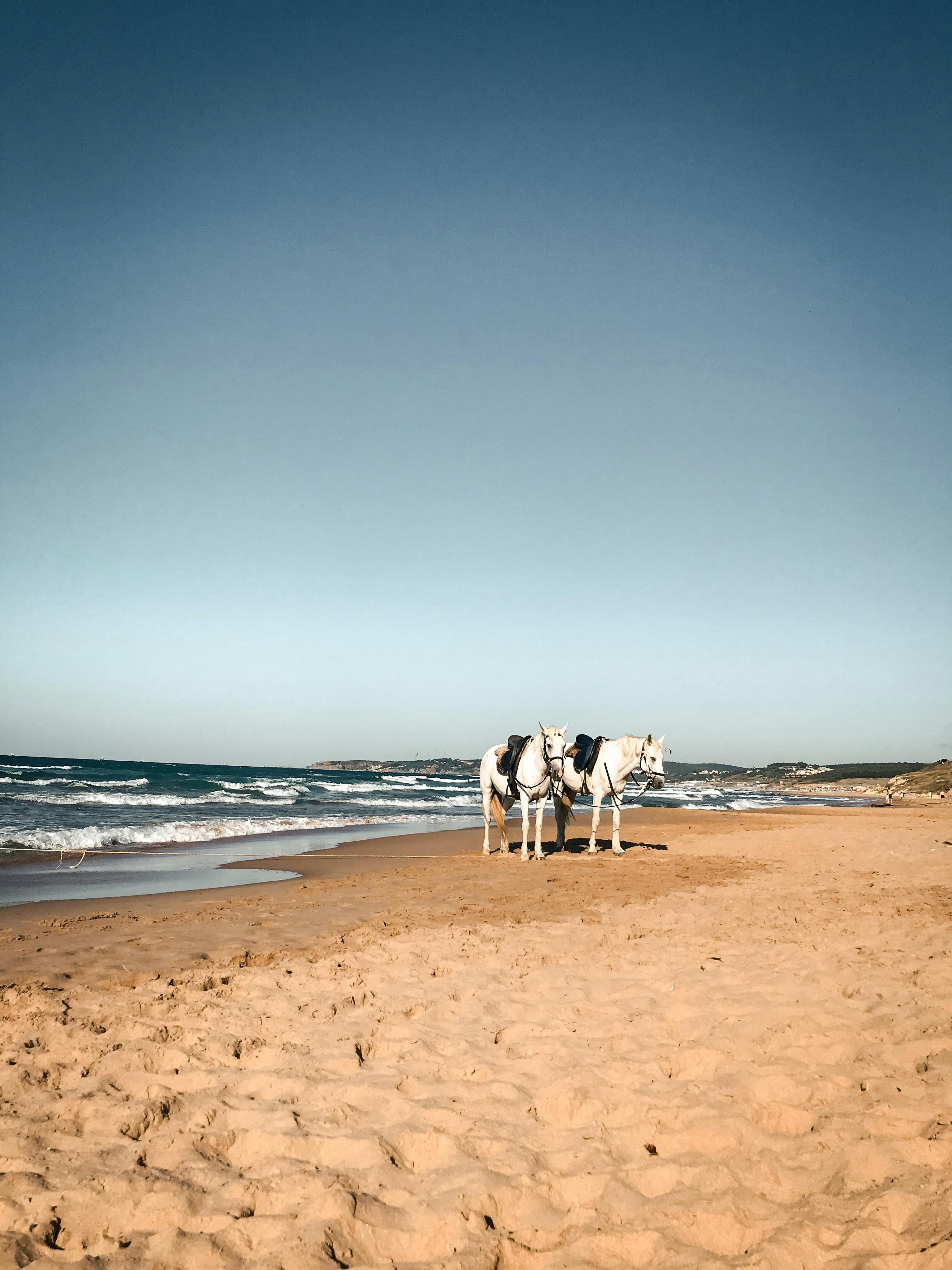 Cami de Cavalls, Menorca